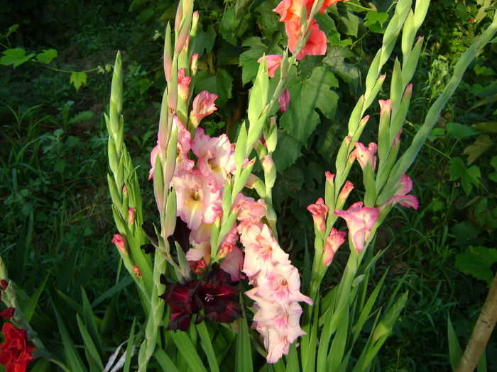 DSC02931 - 0 Gladiole si alte flori-