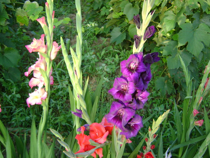 DSC02932 - 0 Gladiole si alte flori-