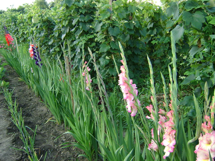 DSC02935 - 0 Gladiole si alte flori-