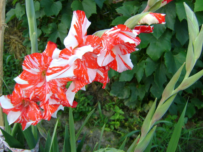 DSC02937 - 0 Gladiole si alte flori-