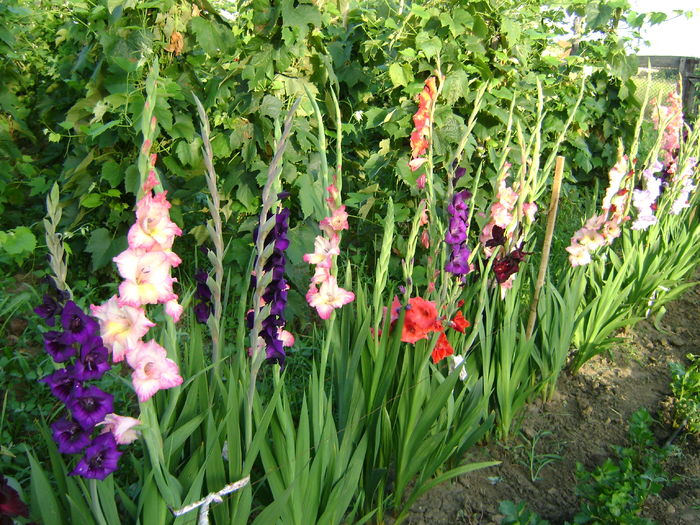 DSC02940 - 0 Gladiole si alte flori-