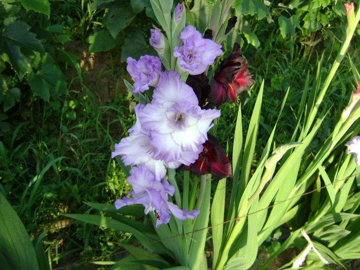 DSC02943 - 0 Gladiole si alte flori-