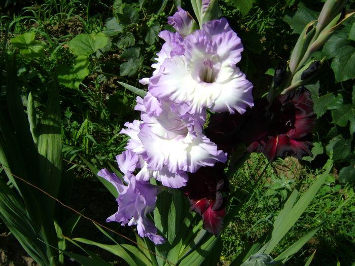  - 0 Gladiole si alte flori-