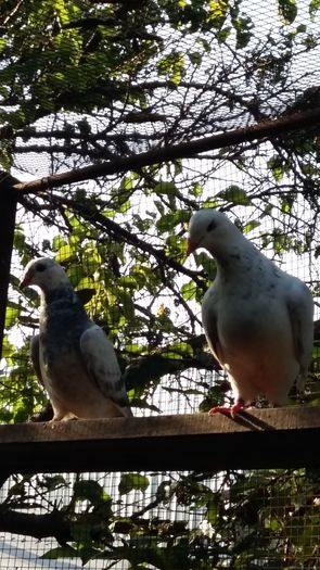 20160621_184802 - 1 AAB PORUMBEI STANDARD 2016