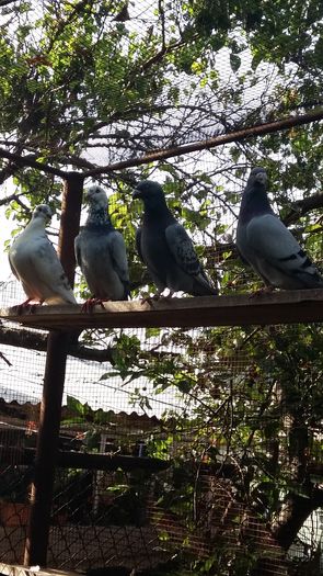 20160622_175233 - 1 AAB PORUMBEI STANDARD 2016