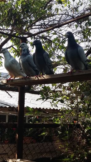 20160622_175354 - 1 AAB PORUMBEI STANDARD 2016