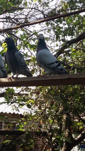 20160622_175242 - 1 AAB PORUMBEI STANDARD 2016