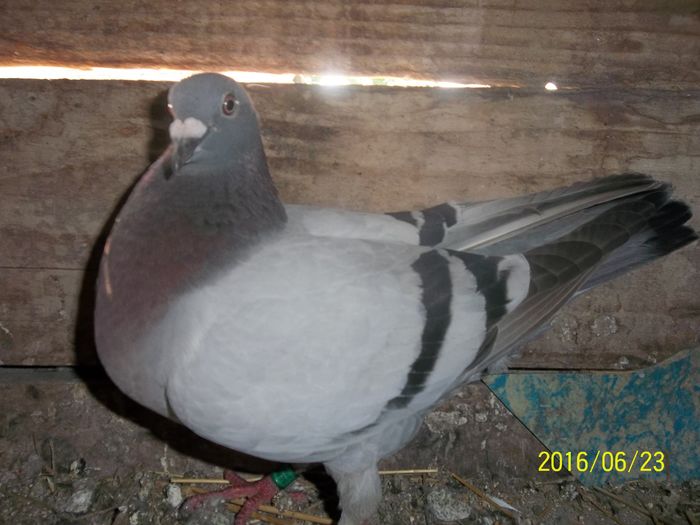 008; femela sarb 2014
