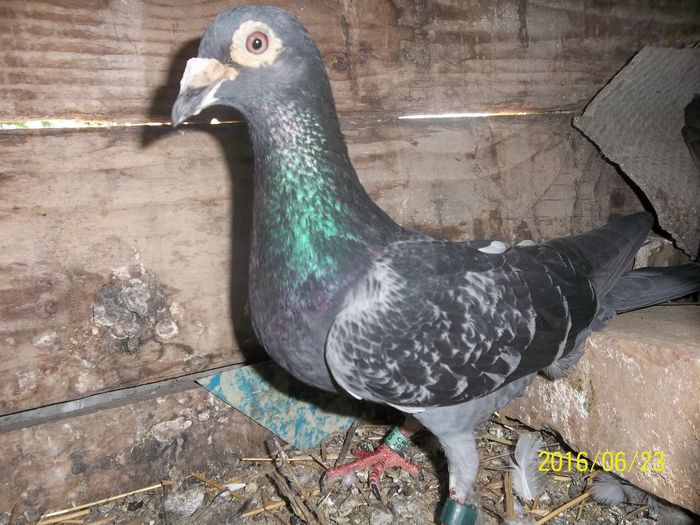 010; mascul croat 2010 150 ron
