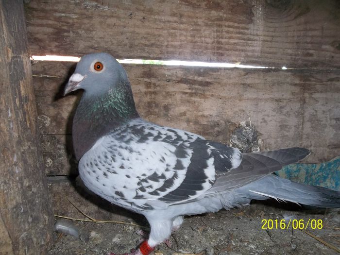 100_3242; femela pl 2009 100ron
