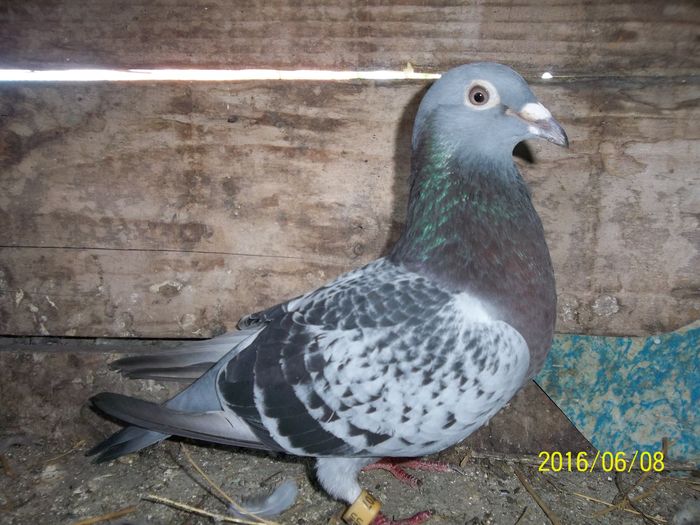 100_3244; femela ucraine 100 ron
