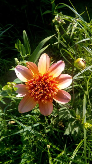 IMG_20160622_181543 - Vara