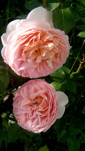 IMG_20160622_181632 - Abraham Darby s