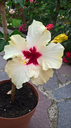 WP_20160622_18_41_27_Pro - Hibiscus Boreas White