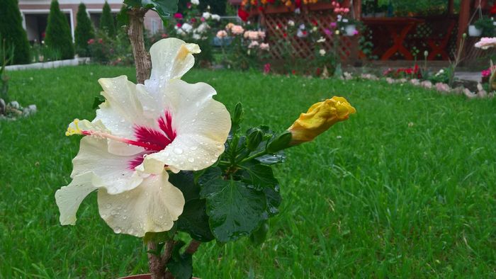 WP_20160622_18_42_04_Pro - Hibiscus Boreas White