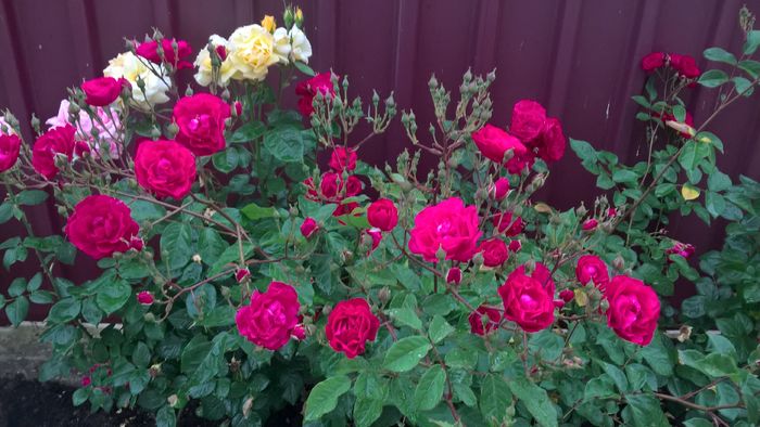 WP_20160622_18_40_46_Pro