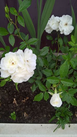 WP_20160622_18_39_47_Pro