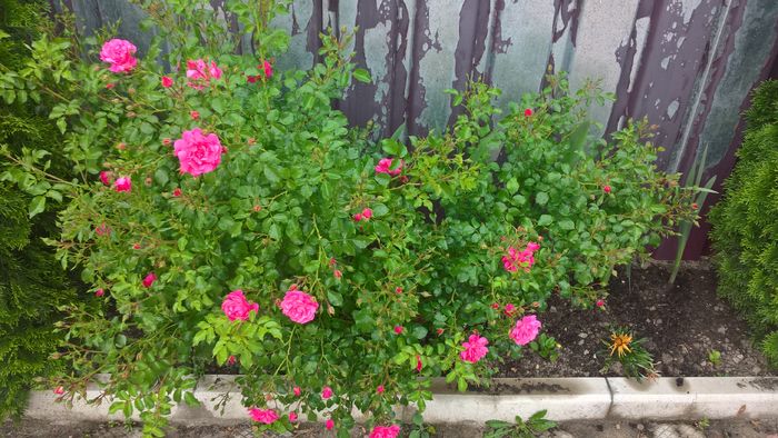 WP_20160622_18_39_14_Pro