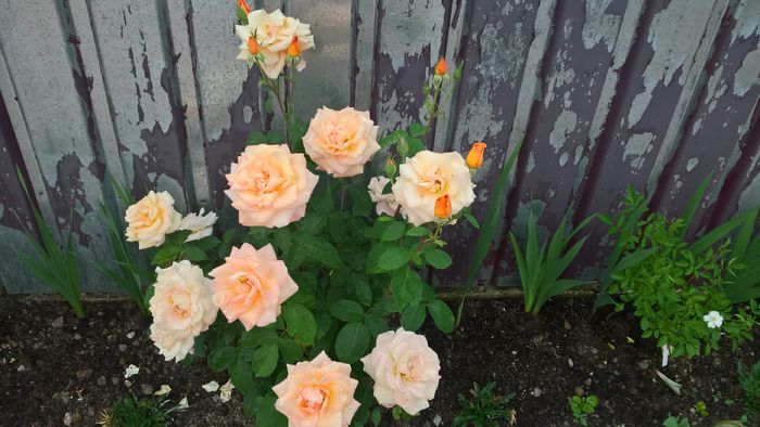 WP_20160622_18_38_25_Pro - Trandafiri 2016