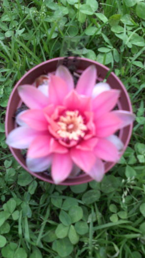 21.06.016 - Cactusi 2015-2020