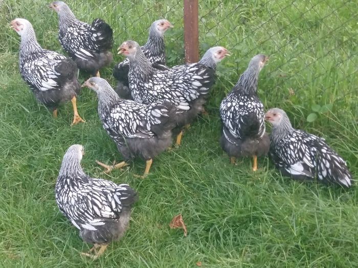 De  vanzare 4 cocosi si 5 puicuce - Tineret pasari 2016