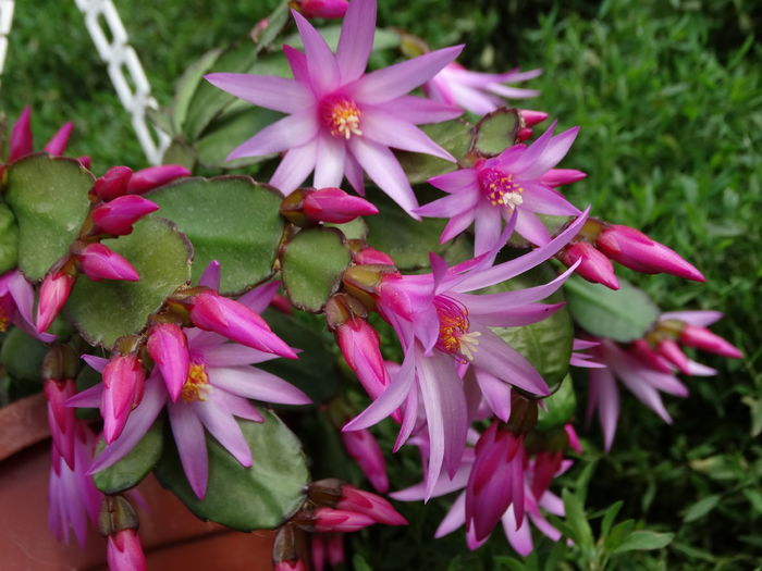 DSC08152 - Plante in ghiveci 2016