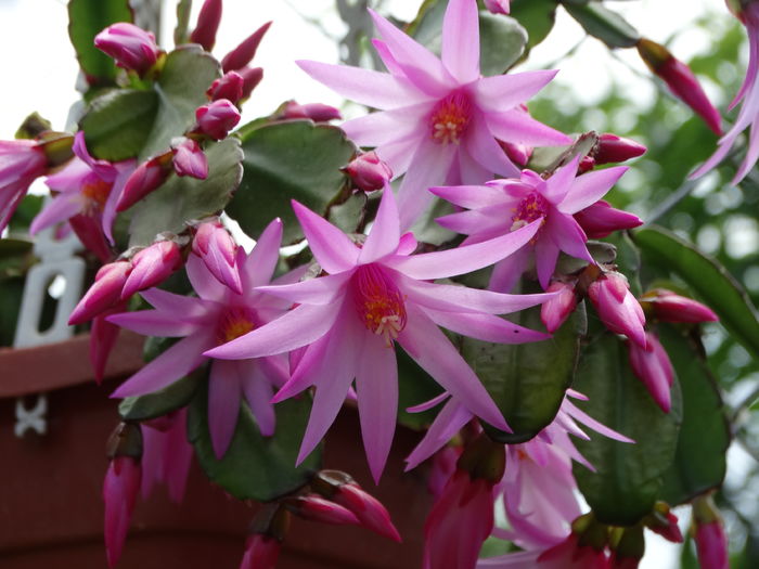 DSC08151 - Plante in ghiveci 2016