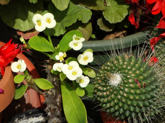 DSC08088 - Plante in ghiveci 2016