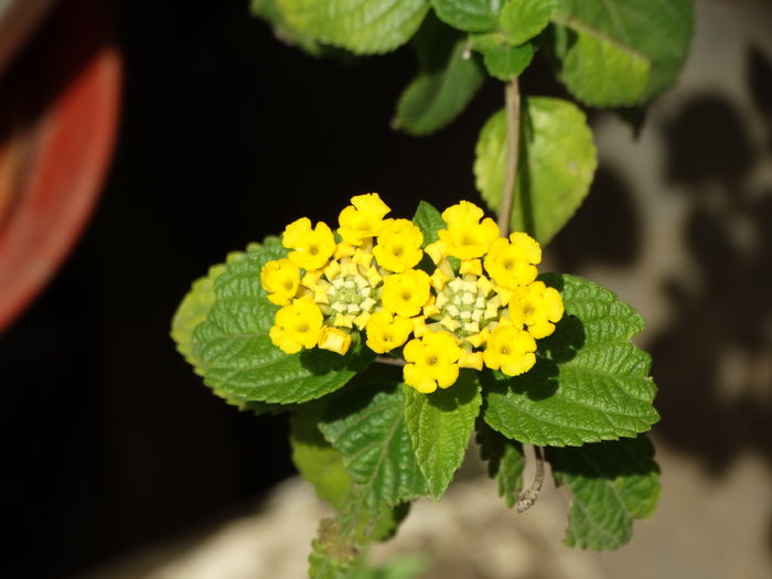 DSC08078 - Plante in ghiveci 2016