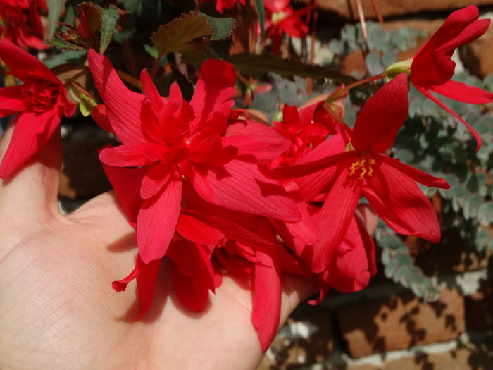 DSC08084 - Plante in ghiveci 2016