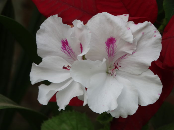 DSC07985 - Plante in ghiveci 2016