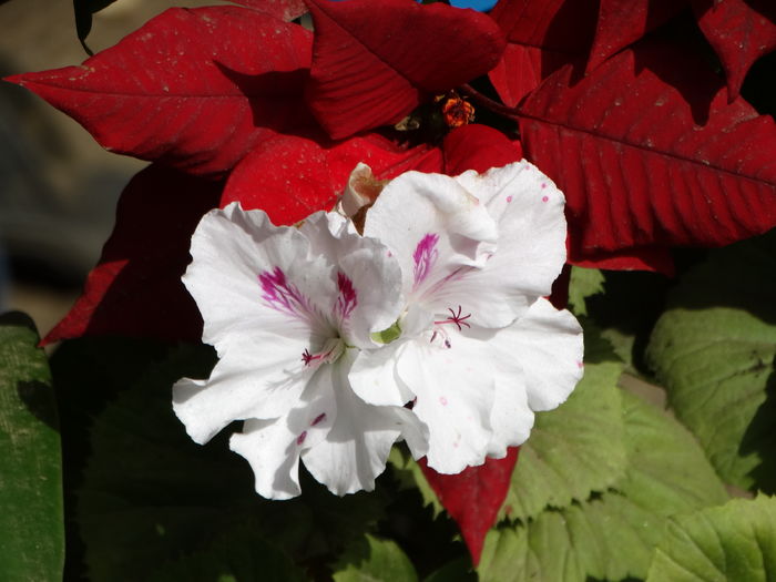 DSC08057 - Plante in ghiveci 2016