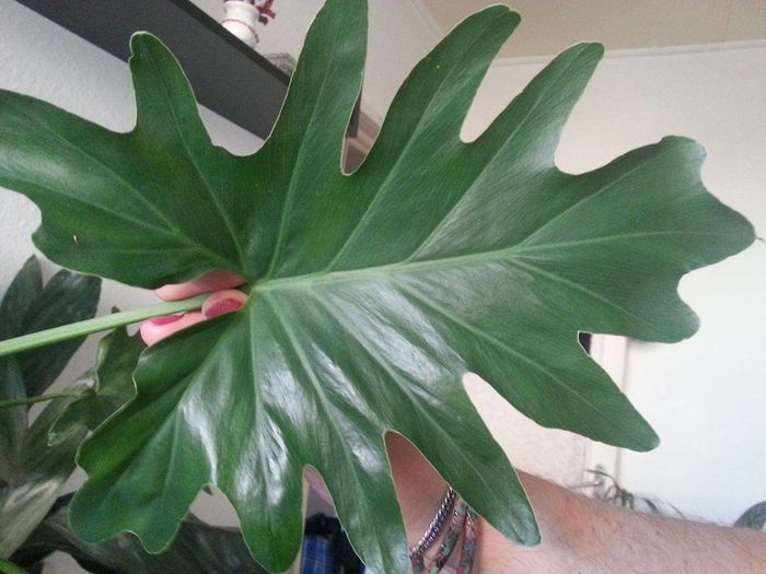 philodendron; philodendron
