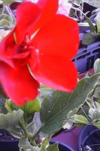 muscata rosu grena floare mare -6 lei - de vanzare 2016