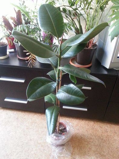 ficus 80 cm-20 lei; ficus 80 cm-20 lei
