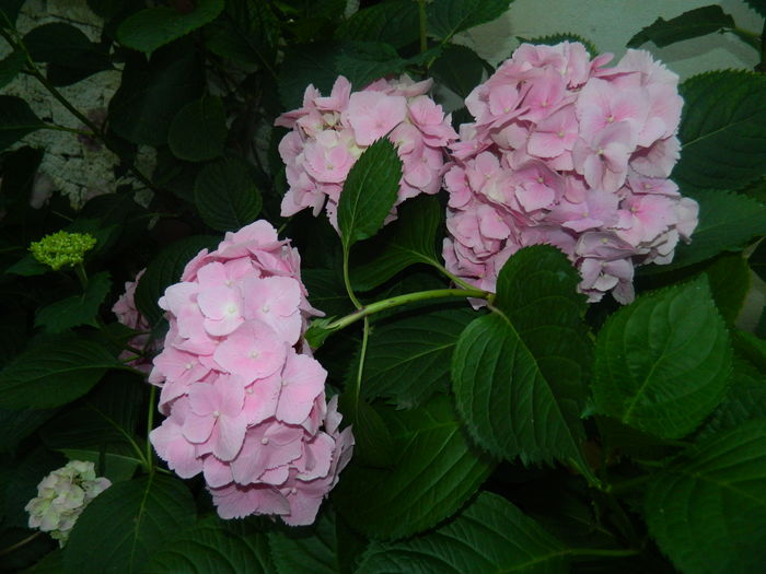 DSCN0003 - 2016 BRUGMANSII_CLEMATITE_HORTENSII 2