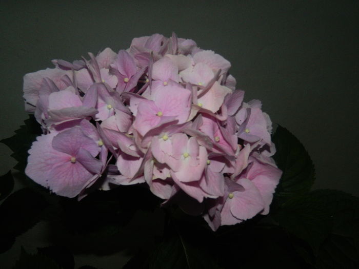 DSCN0004 - 2016 BRUGMANSII_CLEMATITE_HORTENSII 2