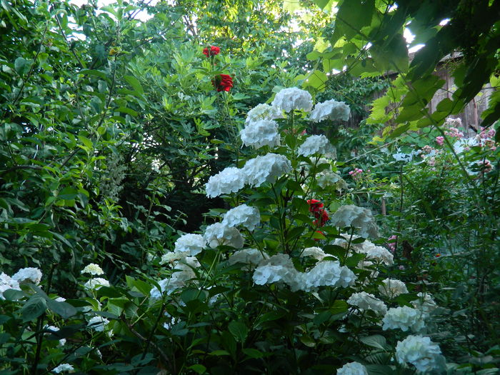 DSCN0178 - 2016 BRUGMANSII_CLEMATITE_HORTENSII 2