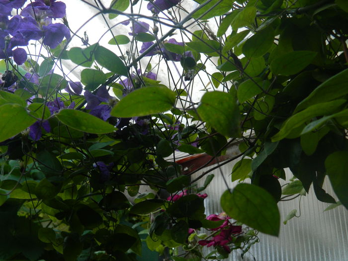 DSCN0218 - 2016 BRUGMANSII_CLEMATITE_HORTENSII 2