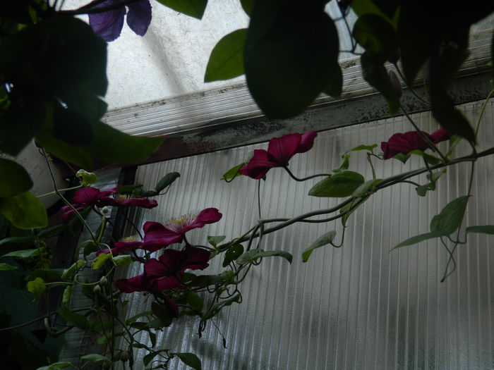 DSCN0219 - 2016 BRUGMANSII_CLEMATITE_HORTENSII 2