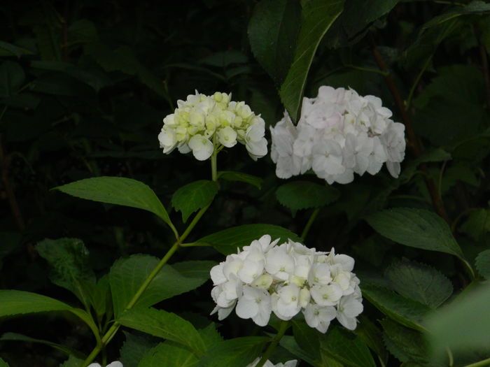 DSCN0327 - 2016 BRUGMANSII_CLEMATITE_HORTENSII 2