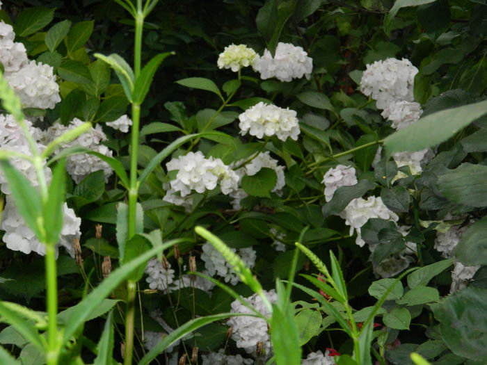 DSCN0328 - 2016 BRUGMANSII_CLEMATITE_HORTENSII 2