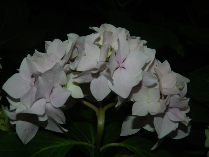 DSCN0350 - 2016 BRUGMANSII_CLEMATITE_HORTENSII 2