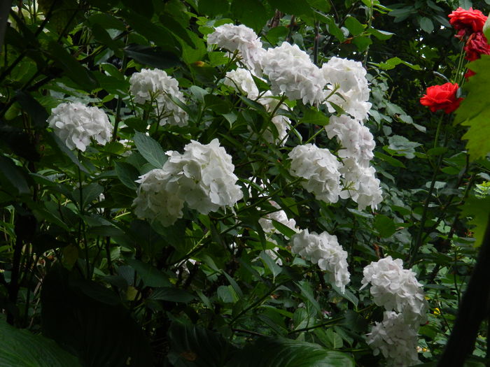 DSCN0351 - 2016 BRUGMANSII_CLEMATITE_HORTENSII 2