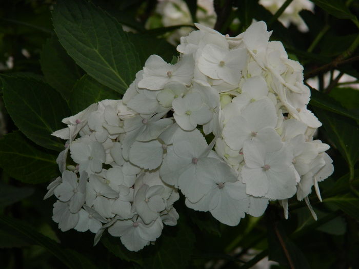 DSCN0352 - 2016 BRUGMANSII_CLEMATITE_HORTENSII 2