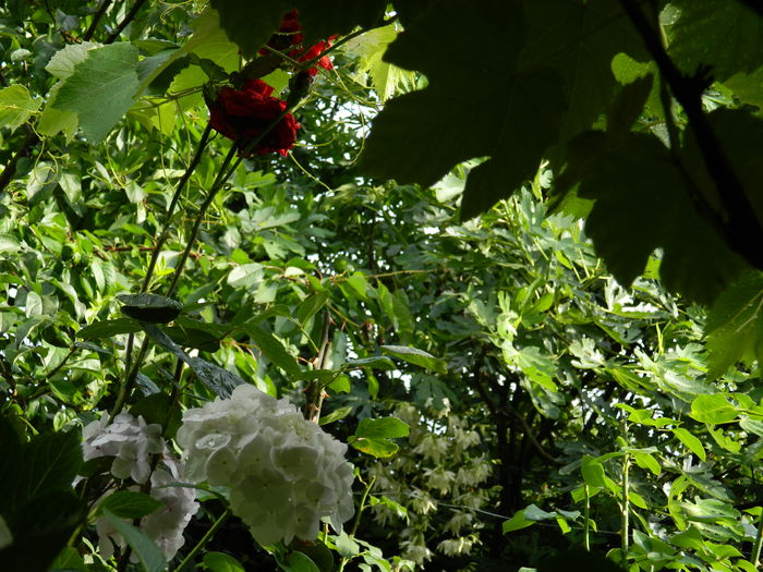 DSCN0444 - 2016 BRUGMANSII_CLEMATITE_HORTENSII 2