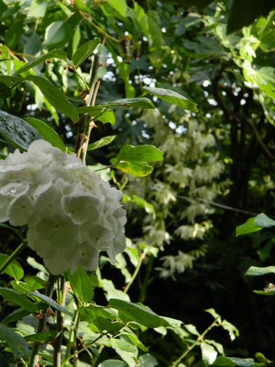 DSCN0445 - 2016 BRUGMANSII_CLEMATITE_HORTENSII 2