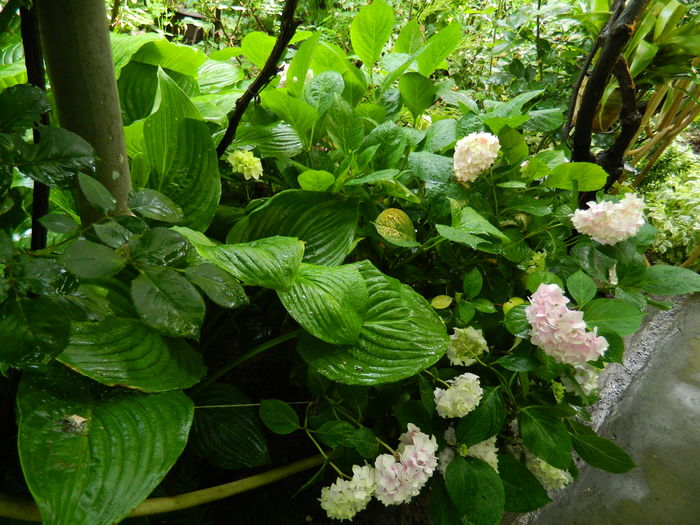 DSCN0446 - 2016 BRUGMANSII_CLEMATITE_HORTENSII 2