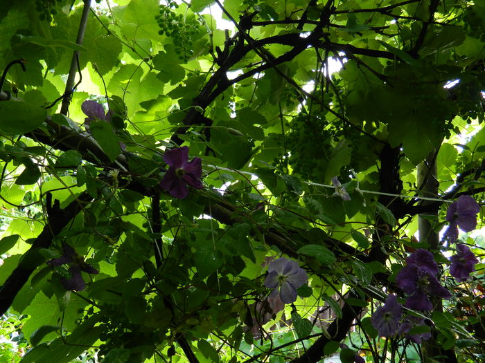 DSCN0447 - 2016 BRUGMANSII_CLEMATITE_HORTENSII 2