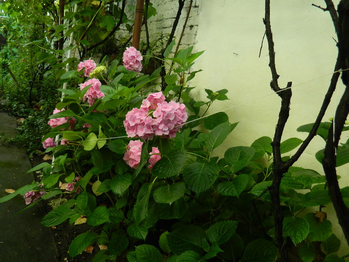 DSCN0482 - 2016 BRUGMANSII_CLEMATITE_HORTENSII 2